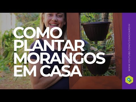 Vídeo: Cultivo vertical de morangos em casa