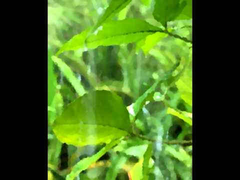 SunRain: Eight Memories in Watercolor op1 no 8 Tan Dun