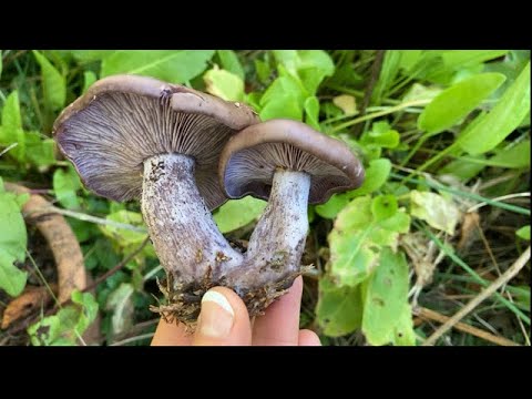 Video: Blueleg è un fungo commestibile. Descrizione, foto di bluelegs
