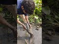 Traditional Hand Fishing   Village Boy Is Catching Catfish  Removes Water Hyacinth Part 107#shorts