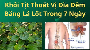 Khỏi Tịt Thoát Vị Đĩa Đệm Bằng Lá Lốt Trong 7 Ngày