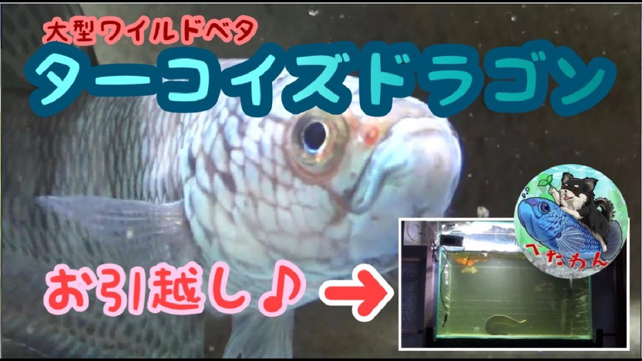 ワイルドベタ】第弐話 シン・ドラゴン魚のお迎え（ターコイズドラゴン