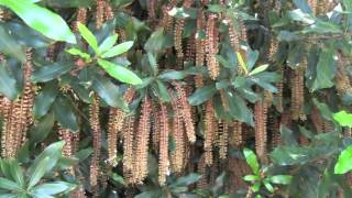 Macadamia Nut Blossoms