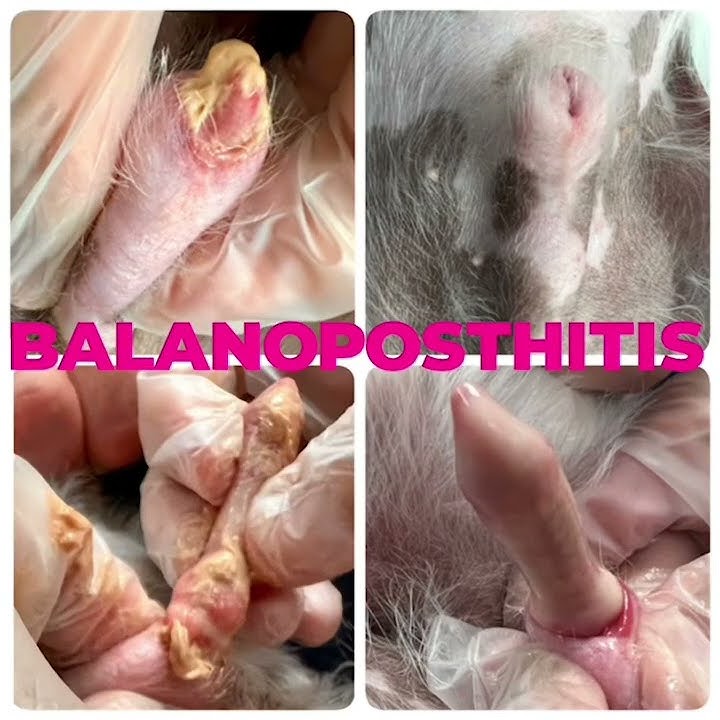 Balanoposthitis in Dogs