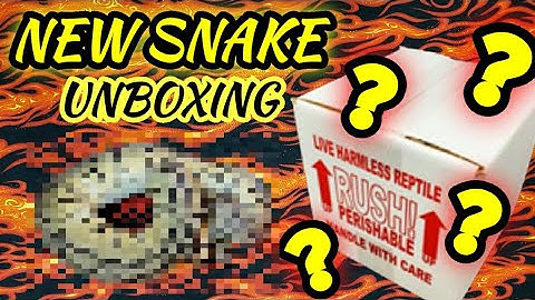 Unboxing my New Snake | Ball Python