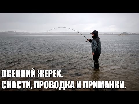 Как поймать жереха осенью? Места стоянок, приманки и проводки.