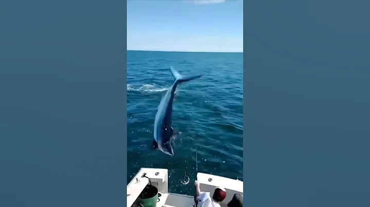 Never Let Your Guard Down Around a Mako Shark… 🦈 #fishing #shark