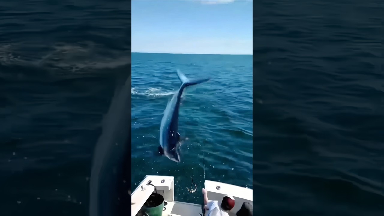 Никогда не теряйте бдительность рядом с акулой-мако… 🦈 