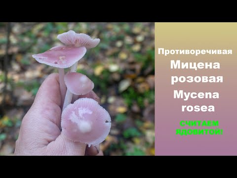 Считаем ядовитой! Мицена розовая - Mycena rosea
