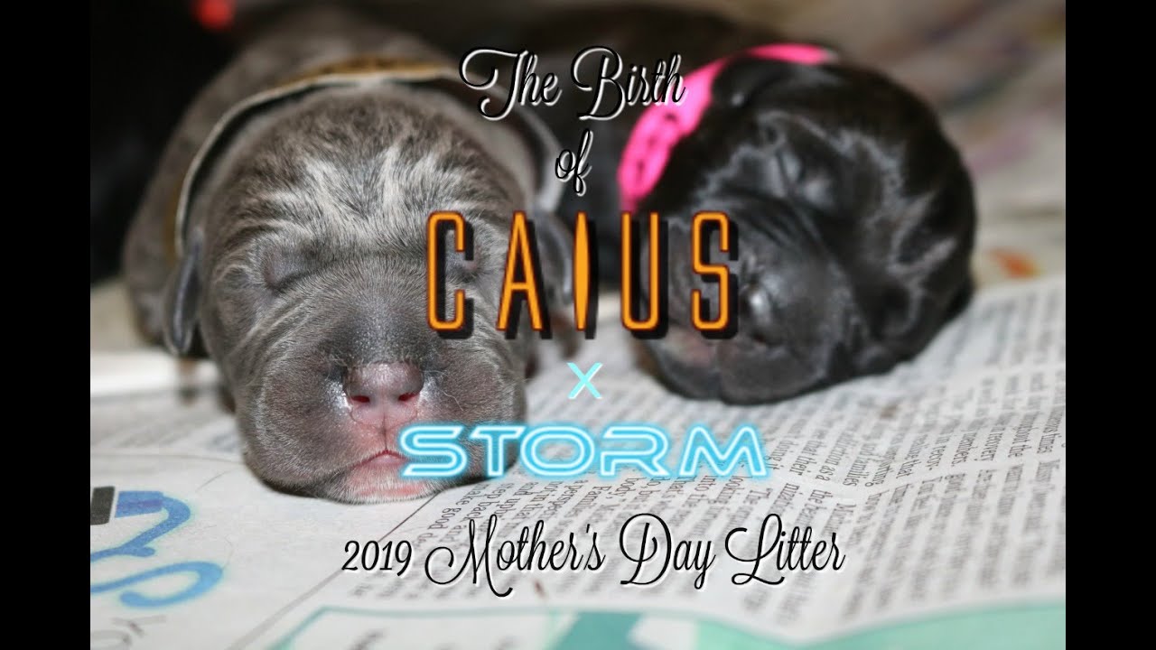 Live birth of our Cane Corso Litter YouTube
