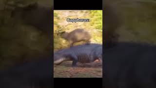 Capybaras are truly the greatest animal💪. Capybara plushie link in comments #shorts #capybara
