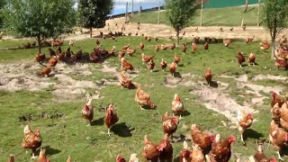 Otaika Valley Free Range Eggs NZ, video of our hens enjoying the free range. "To use this video in a commercial player or 