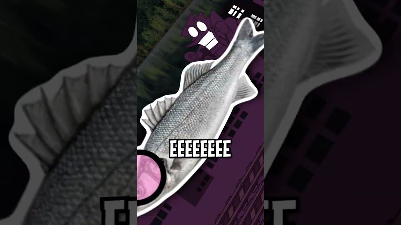 KILLER [FISH] FROM [[ SAN DIEGO ]]