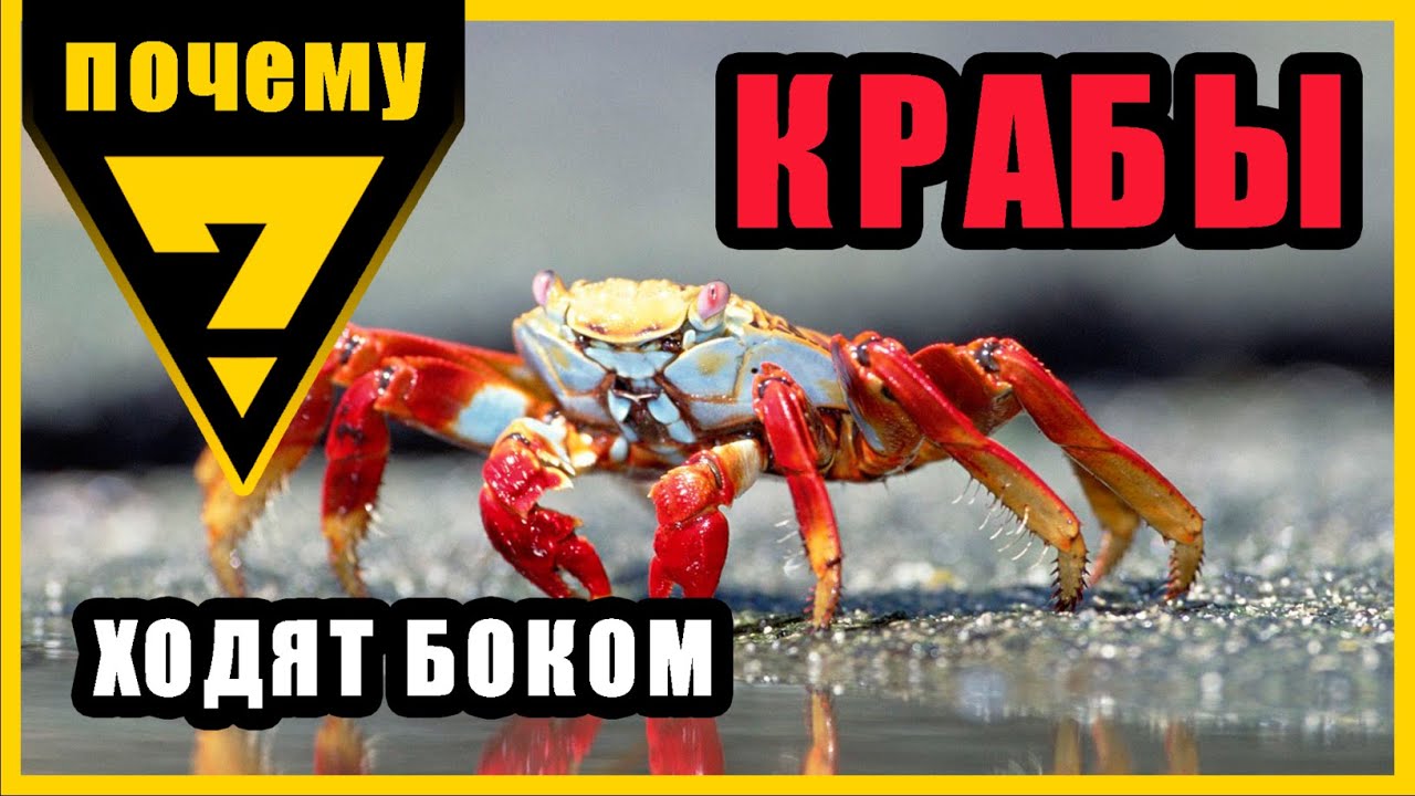 Краб ходи. Краб ходит боком. Краб ползет. Крабик ходит боком. Как ходит краб.