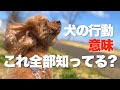犬がしぐさ・行動で伝えたい本当の気持ち 犬の行動の本当の意味