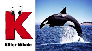 ABC Sea Animal Sounds 410TH1 | Nursery Rhyme for Kids | Koko Study Class