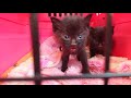 【保護猫】音量注意　やはり肉食動物でした。サムネイルの通り凶暴で負傷してしまいました。＃46