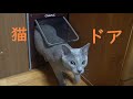 引き戸に猫ドア取り付けてみました