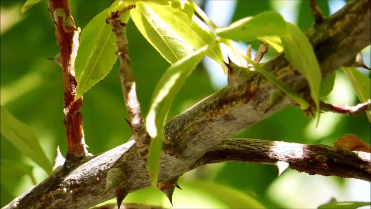 Silk Cotton Tree, Ceiba acuminata, The Living Desert