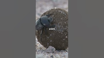 This Tiny Bug is Stronger Than The Hulk! #Wildlife #Nature #FunFacts #Animals #DungBeetle