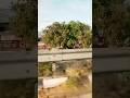 gaddi#trending#short viral video#