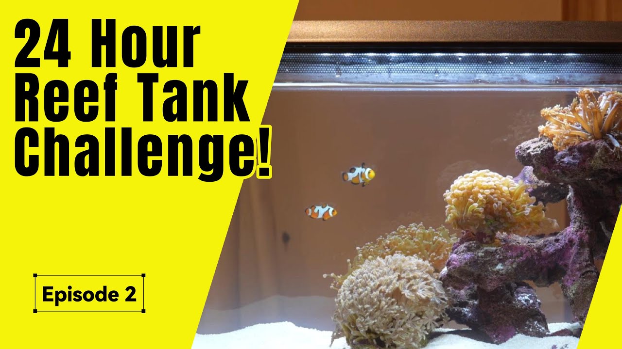 Adding Fish & Corals to the TMC First Wave 48!