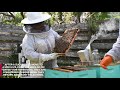 Sarasota Honey Co. breeds queen bees