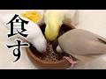 とうもろこしをみんなで食す！