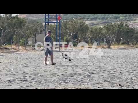 Κρήτη: Διψασμένος γύπας προσγειώθηκε σε παραλία και... δροσίστηκε στο ντους
