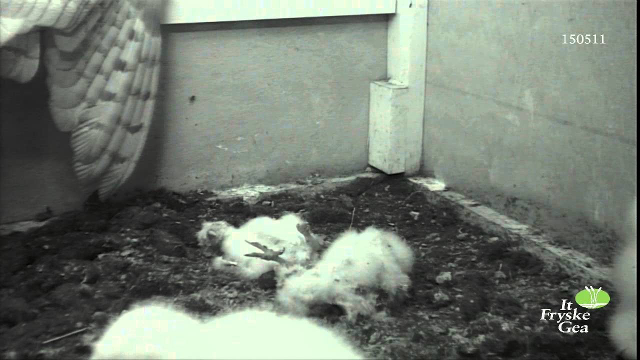 Kerkuil doodt jonge kerkuiltjes