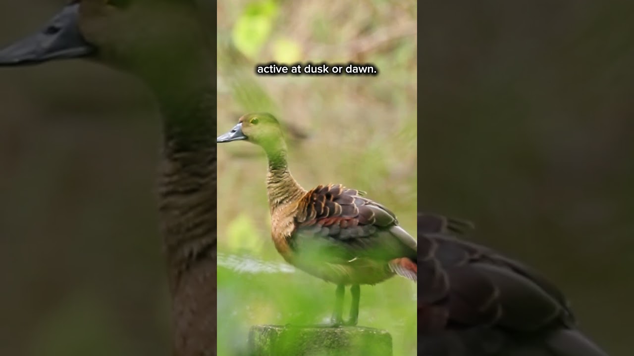 Lesser Whistling Ducks in Singapore!