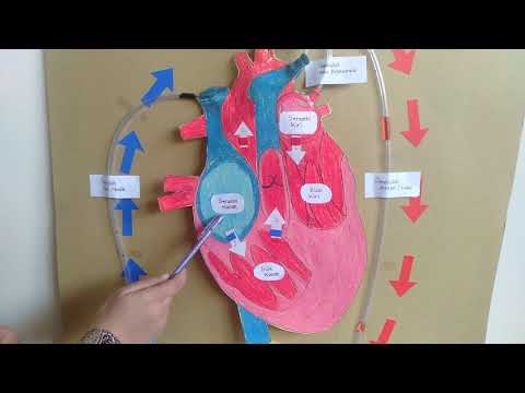 Video: Apa yang dimaksud dengan darah terdeoksigenasi?