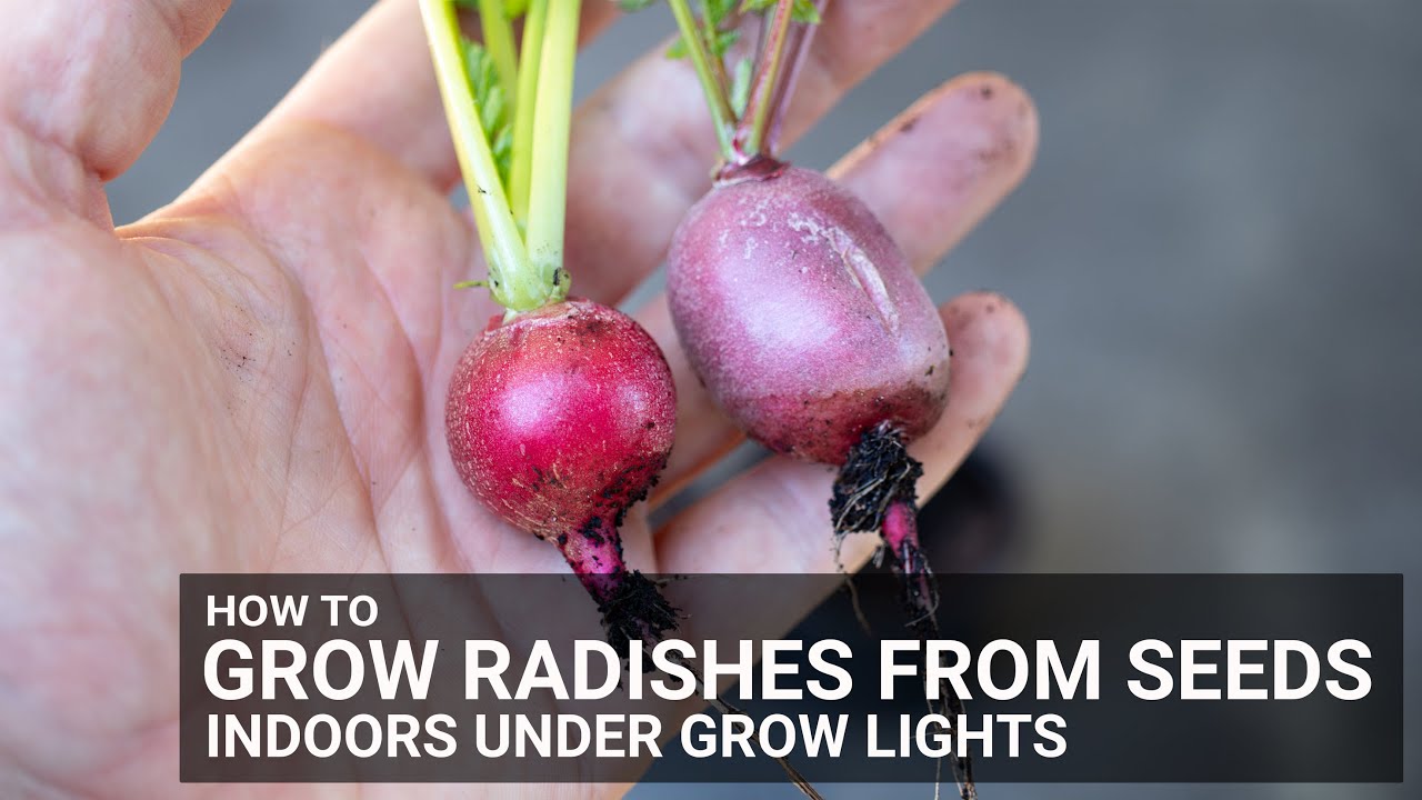 How To Grow Radishes From Seeds Indoors Under Grow Lights - YouTube
