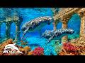 Peaceful Under Sea Creatures in 8K HDR | Dolby Vision™