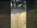狸のような猫 #田舎暮らしの猫 #shorts