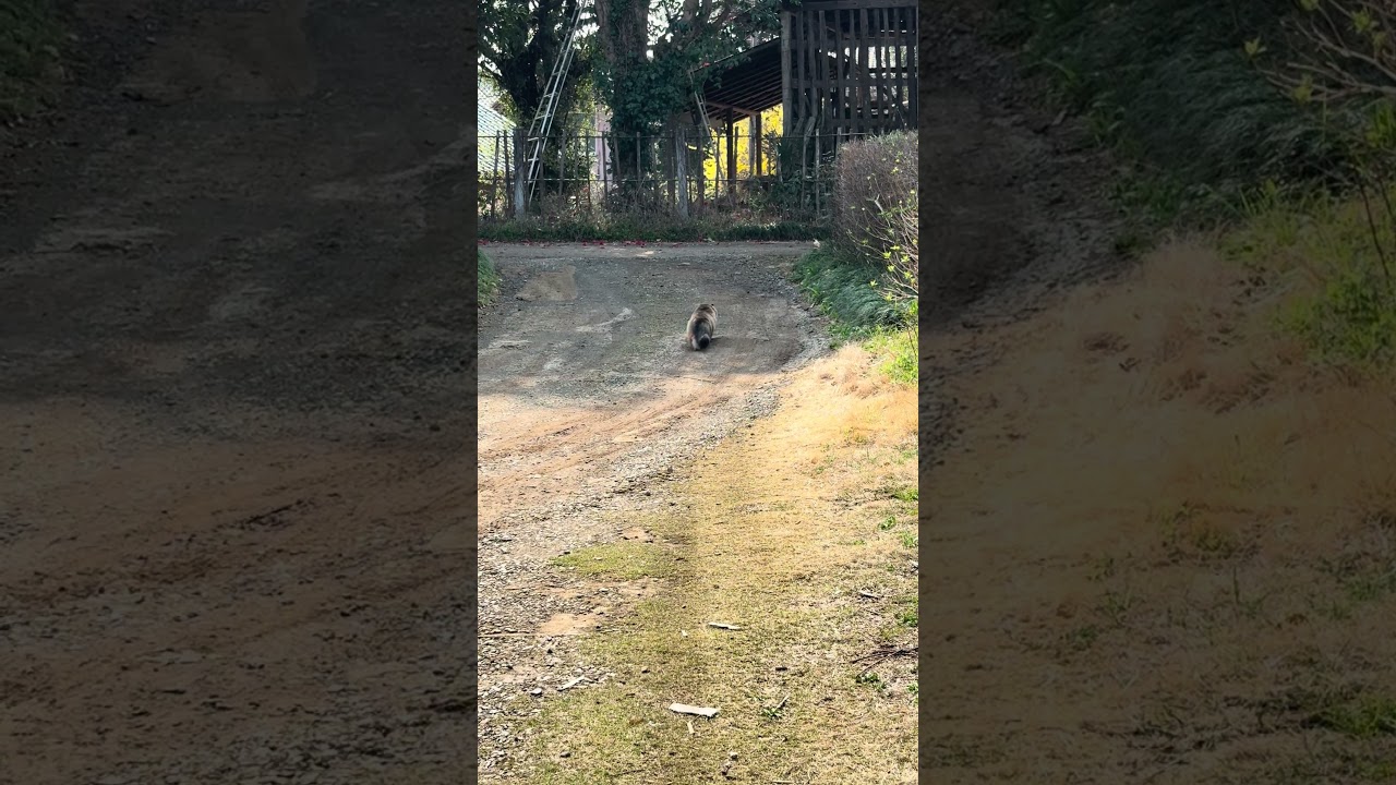 狸のような猫 #田舎暮らしの猫 #shorts