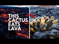 This Cactus Eats Lava For Breakfast
