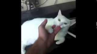 Best Cat Vines