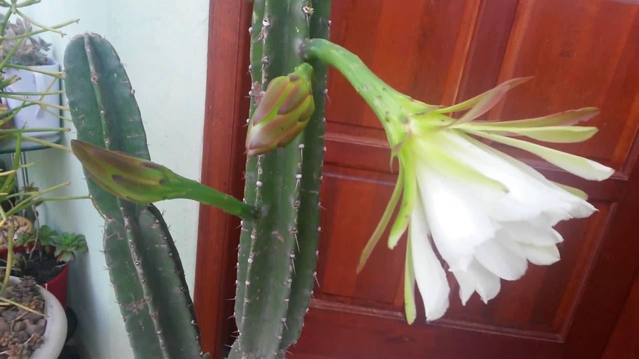Cactos & Suculentas: A flor do mandacaru, jamacaru, cardeiro - thptnganamst.edu.vn