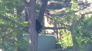 Black Bear Hangs Out in a Tree in New Jersey