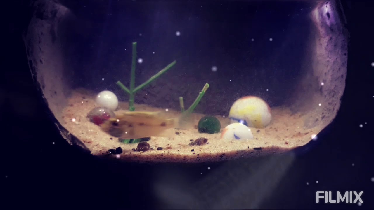 Talha Fish Talha's fish|#mini aquarium - YouTube