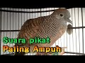 Suara pikat perkutut lokal