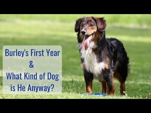 life-in-a-tiny-house-called-fy-nyth---burley's-first-year-&-what-kind-of-dog-is-he?
