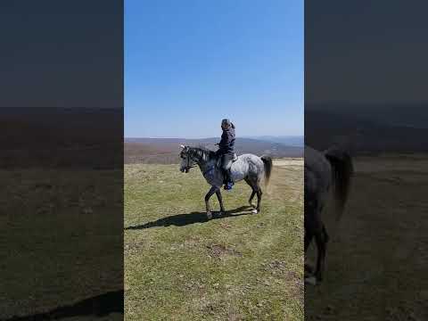 şahlanan atlar 4 nala koşan atlar, atın üstündeki Türk değilse yüktür