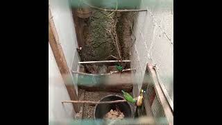 Download Lagu belajar breding cak kinoy #jantan blm mau kawin🤣🤣🤣 MP3