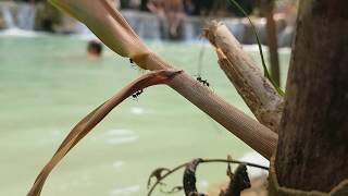 Ants At Kuang Si Waterfalls In Luang Prabang