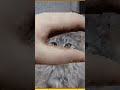 Petpet