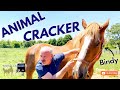 BELGIAN DRAFT HORSE RESCUE ~ BASE NARROW gets CHIRO ADJUSTMENT!