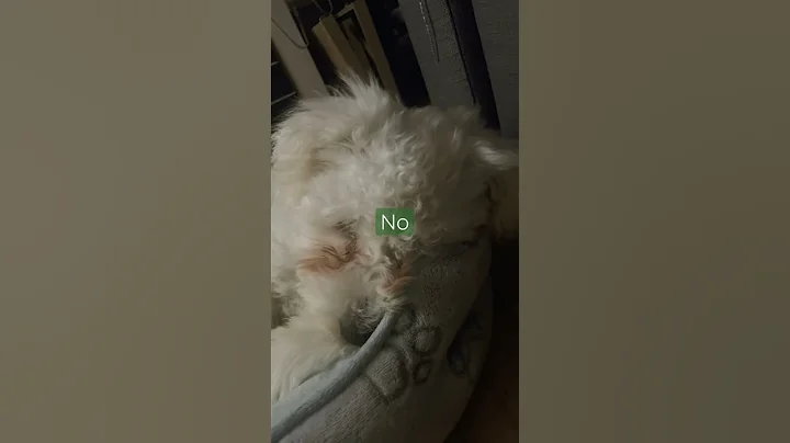 My dog wanta to sleep i want to be whith him but h...