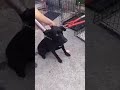 Hund wird von Kette befreit